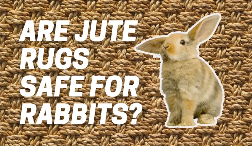 Are Jute Rugs Safe for Rabbits?
