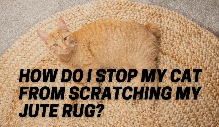 How Do I Stop My Cat From Scratching My Jute Rug?