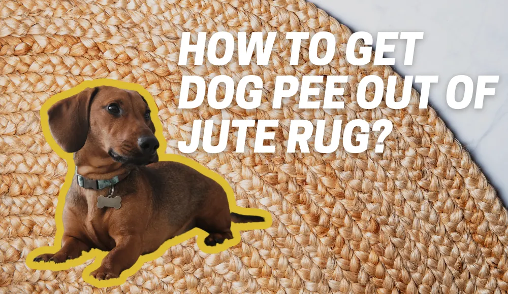 How to Get Dog Pee Out of Jute Rug?