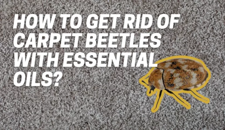How to Get Rid of Carpet Beetles With Essential Oils?
