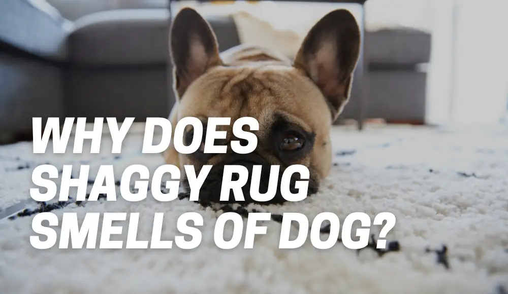 Shaggy Rug Smells of Dog
