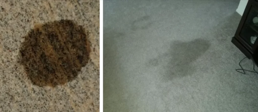 olive oil stains on carpet