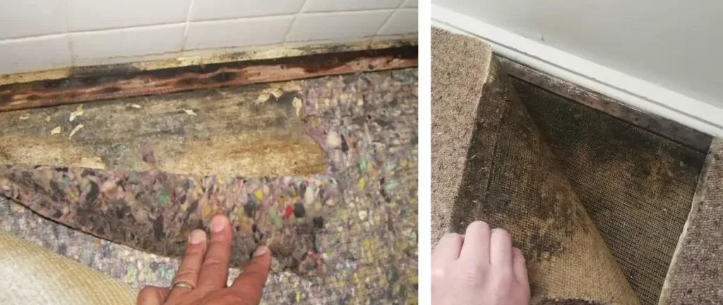 signs of mold under carpet