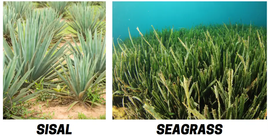 sisal vs seagrass