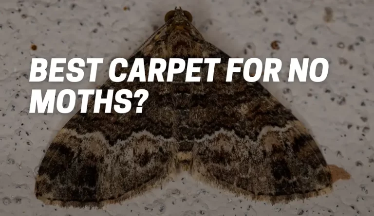 Best Carpet For No Moths