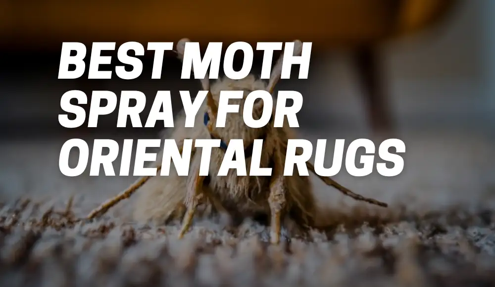 Best Moth Spray for Oriental Rugs