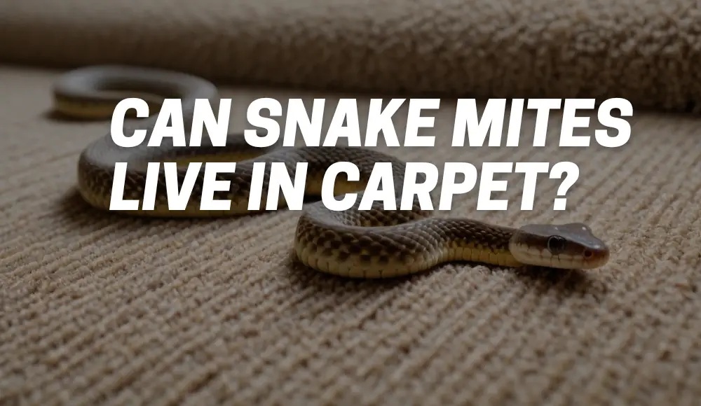 Can Snake Mites Live in Carpet?