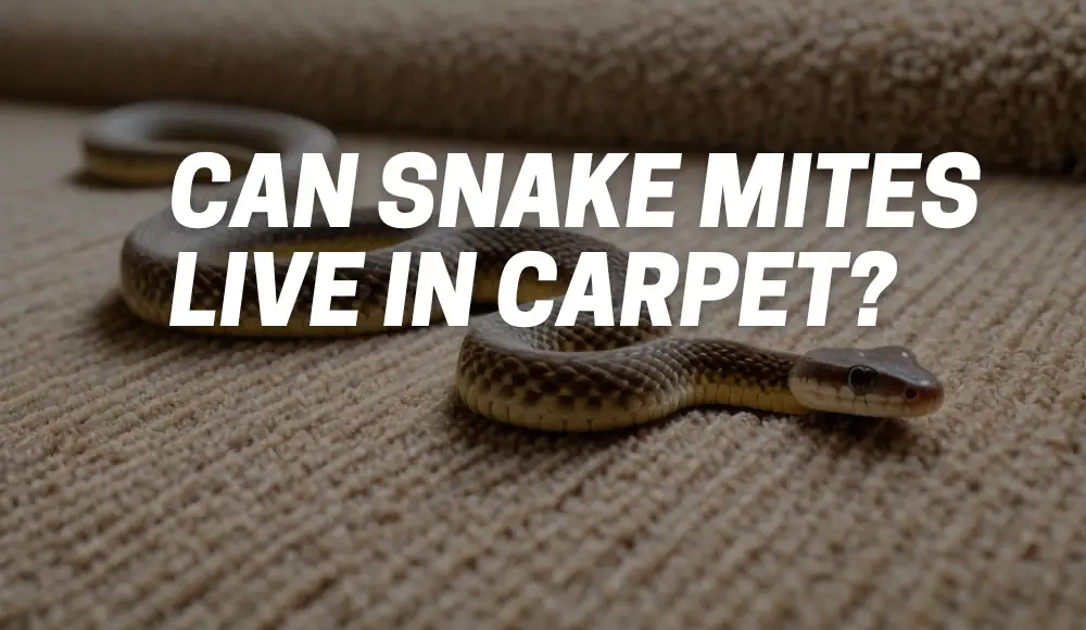 Can Snake Mites Live in Carpet? [Explained] CarpetsMatter