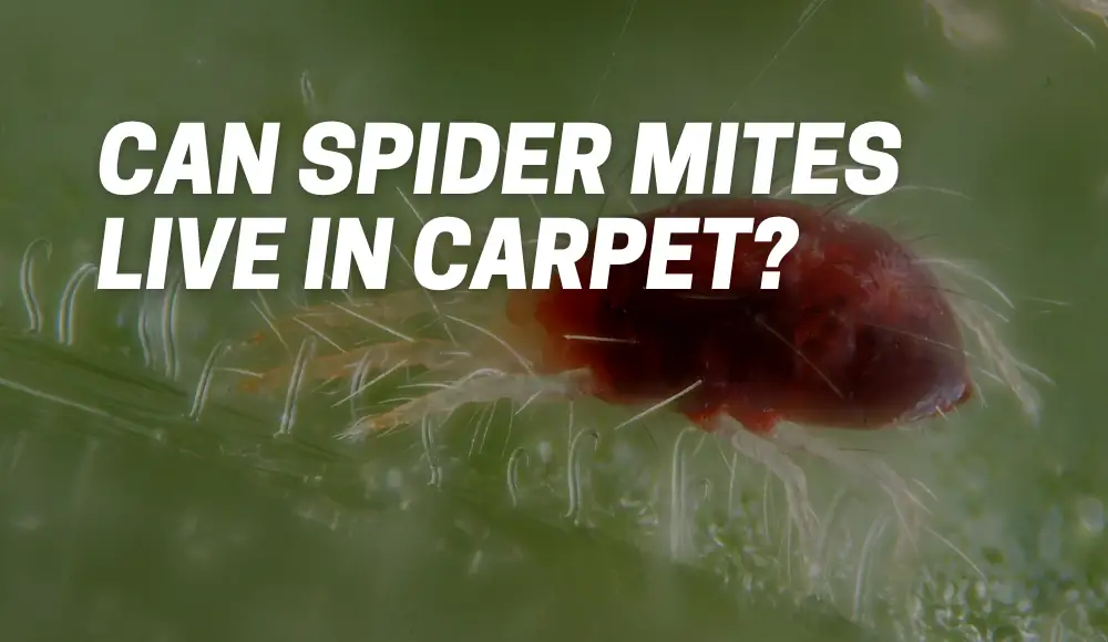 Can Spider Mites Live In Carpet?