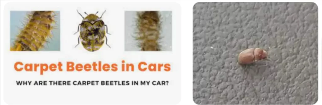 Carpet Beetles in Car