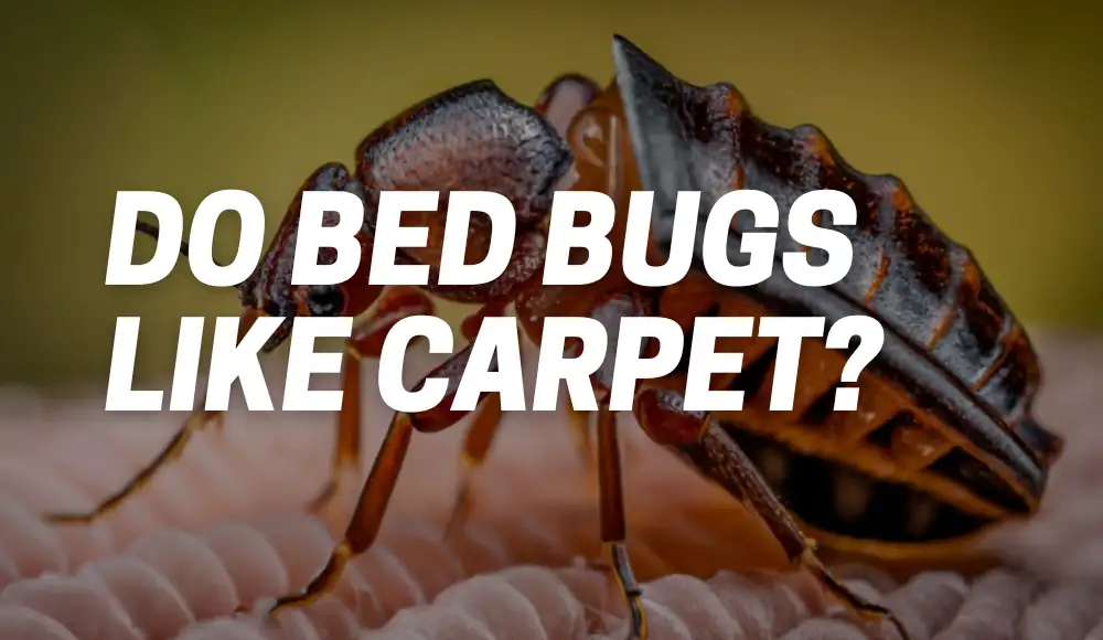 Do Bed Bugs Like Carpet?