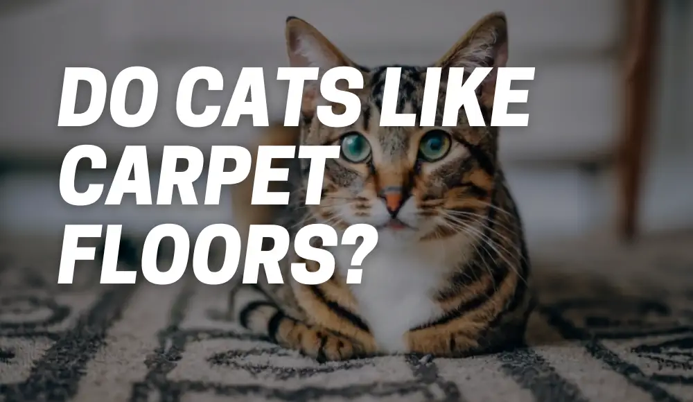Do Cats Like Carpet Floors?