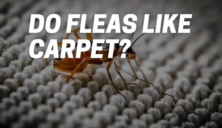 Do Fleas Like Carpet