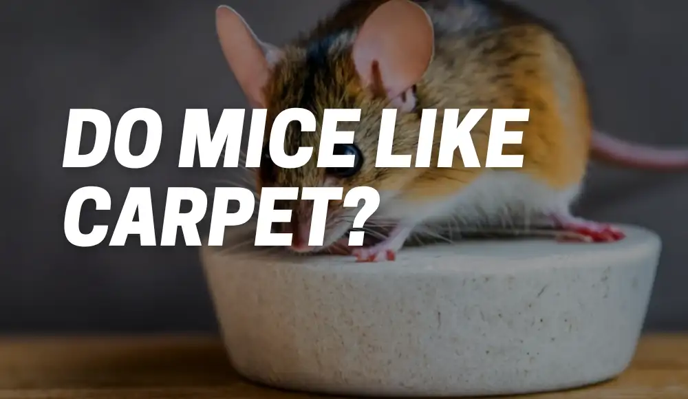Do Mice Like Carpet?