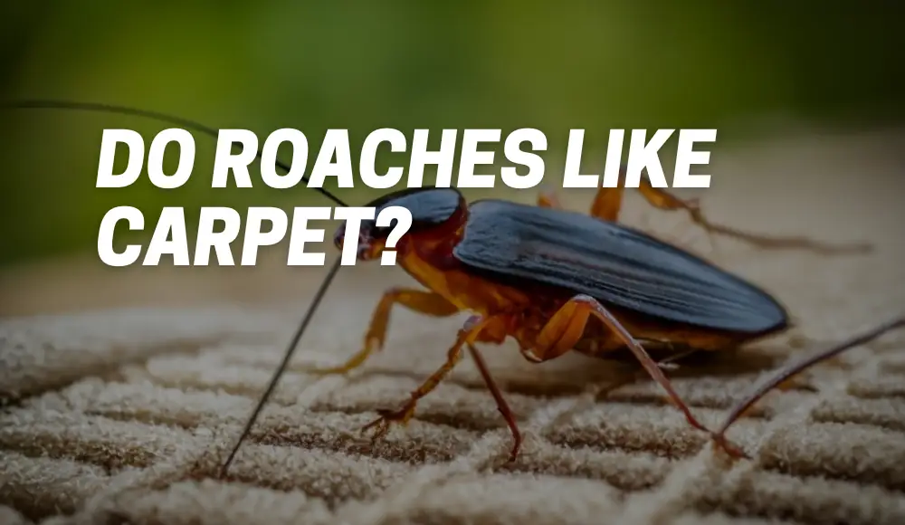 Do Roaches Like Carpet?