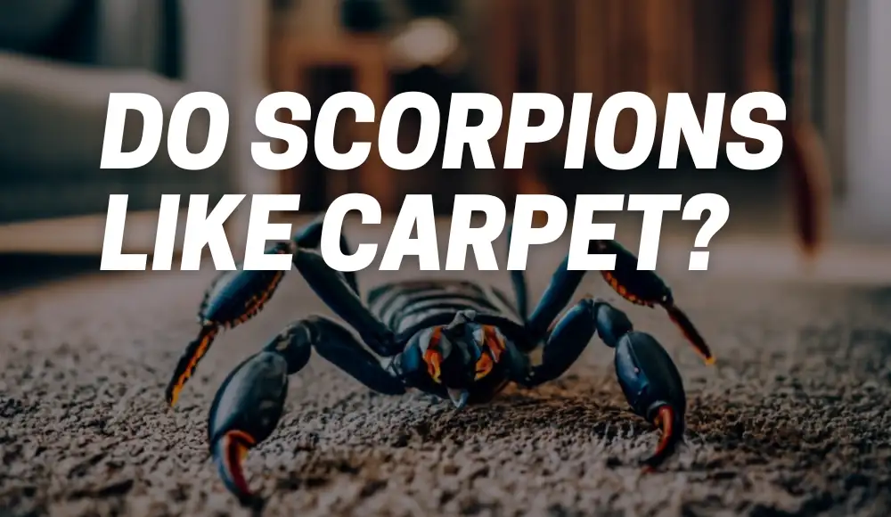 Do Scorpions Like Carpet?