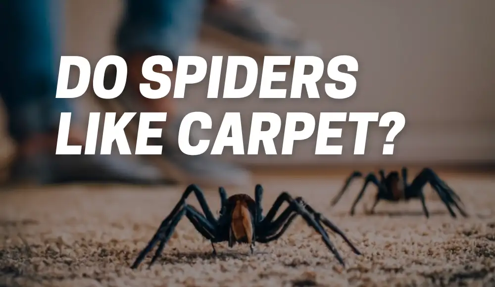 Do Spiders Like Carpet?