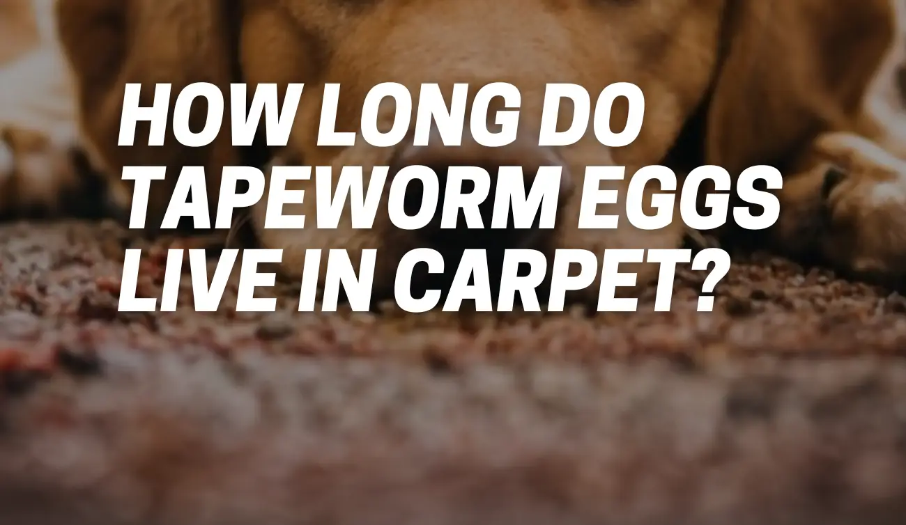 How Long Do Tapeworm Eggs Live in Carpet?
