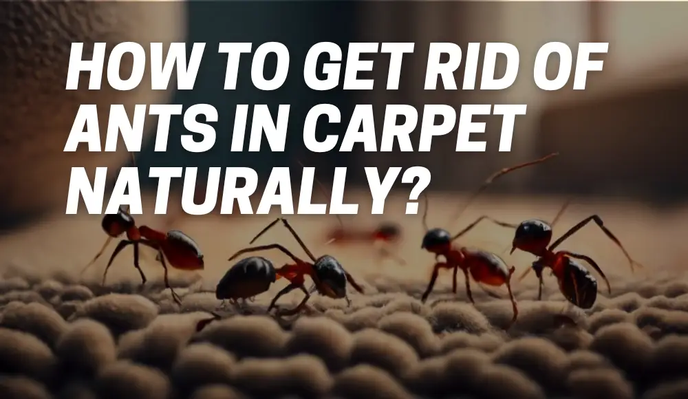 How To Get Rid of Ants in Carpet Naturally?