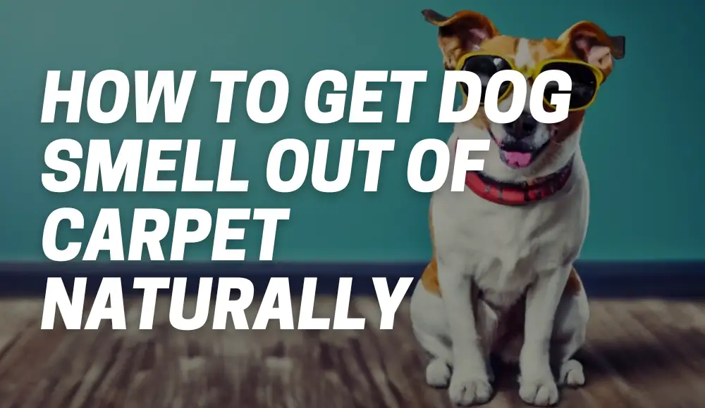 How to Get Dog Smell Out of Carpet Naturally