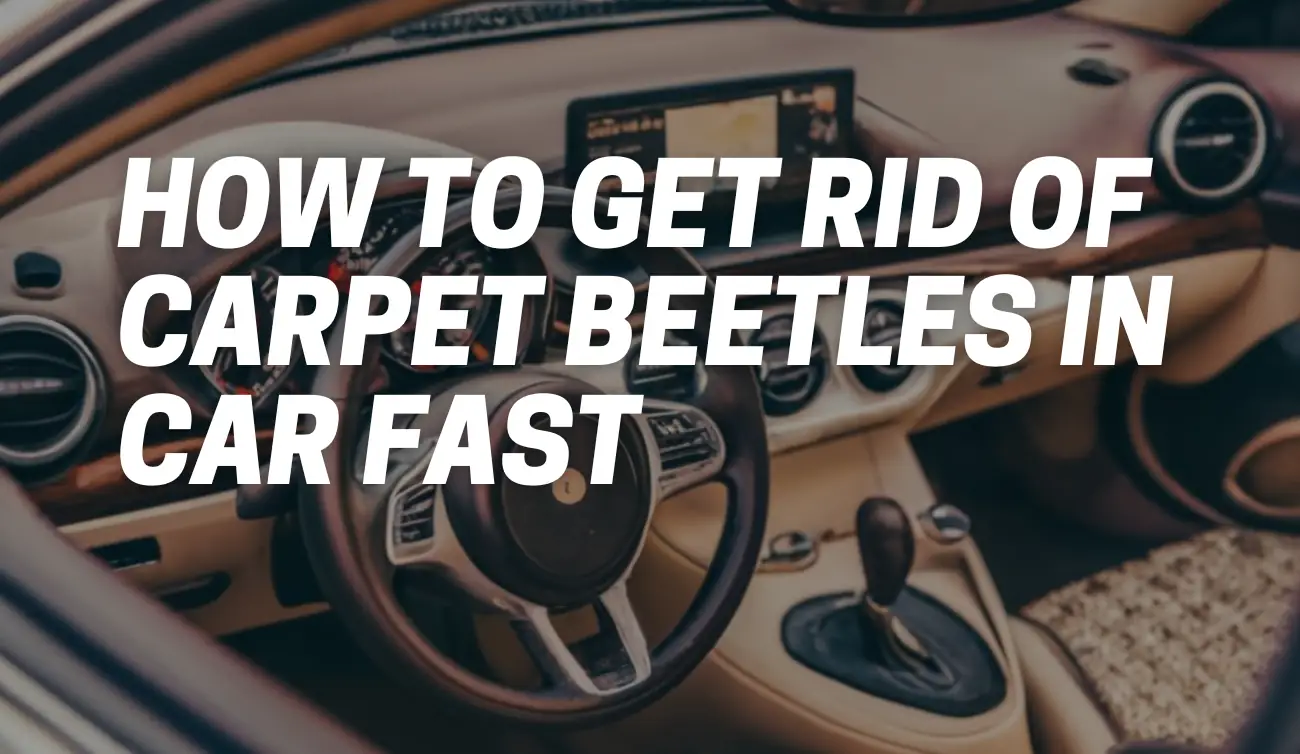 How to Get Rid of Carpet Beetles in Car Fast
