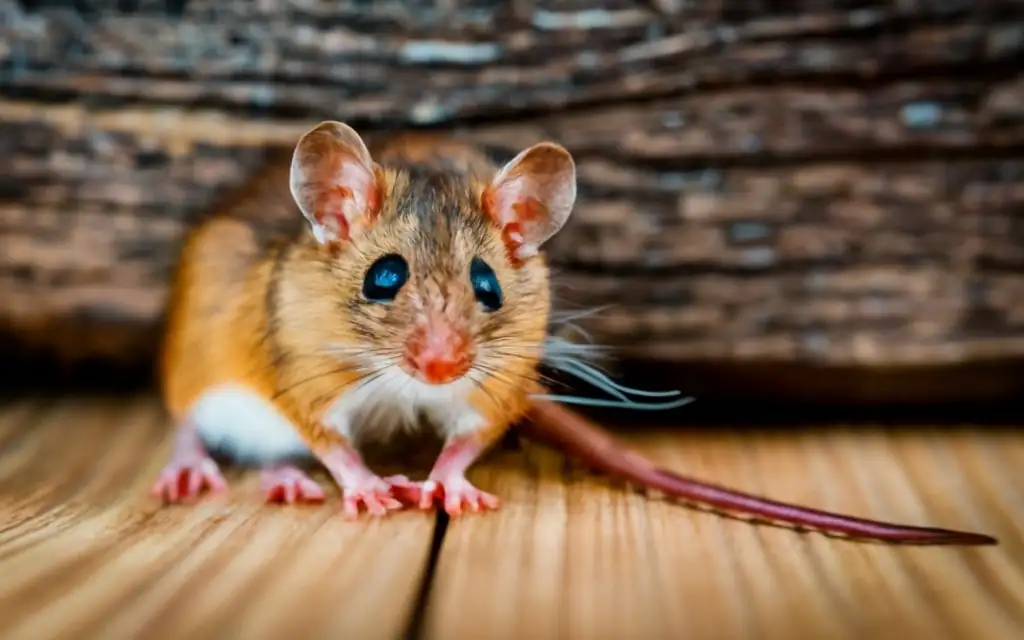 Mice in Carpet