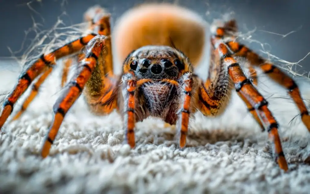 Spiders in Carpet
