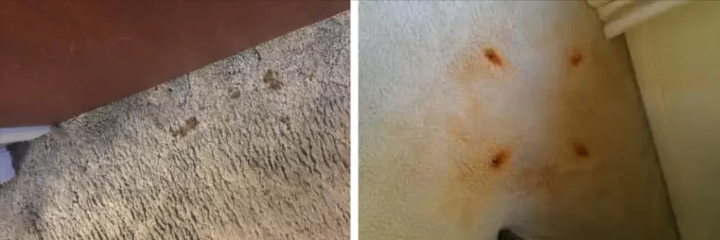 rust colored spots on carpet